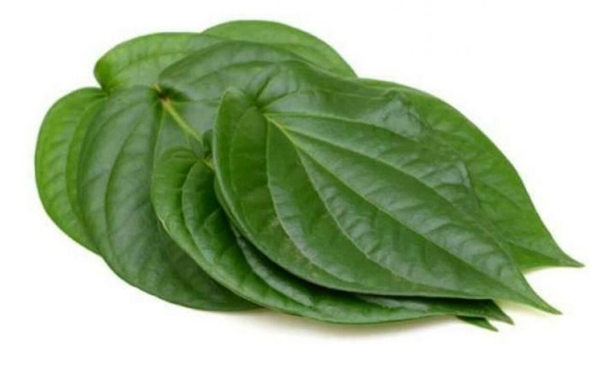 IIT Kharagpurs Essential Oil Extractor To Economize Betel Leaf Oil